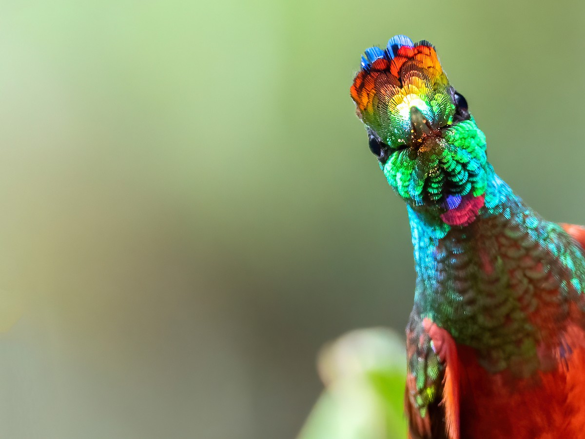 Rainbow Starfrontlet - Andres Vasquez Noboa