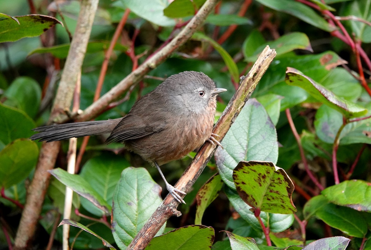 Wrentit - Jack Maynard