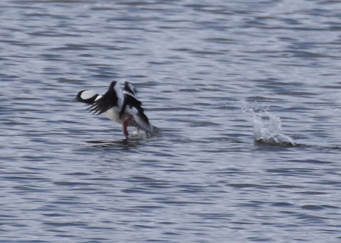 Bufflehead - ML397057351