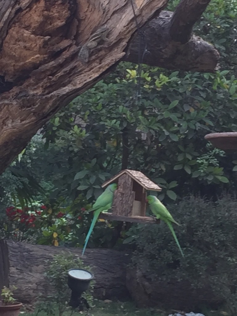 Rose-ringed Parakeet - ML397058401