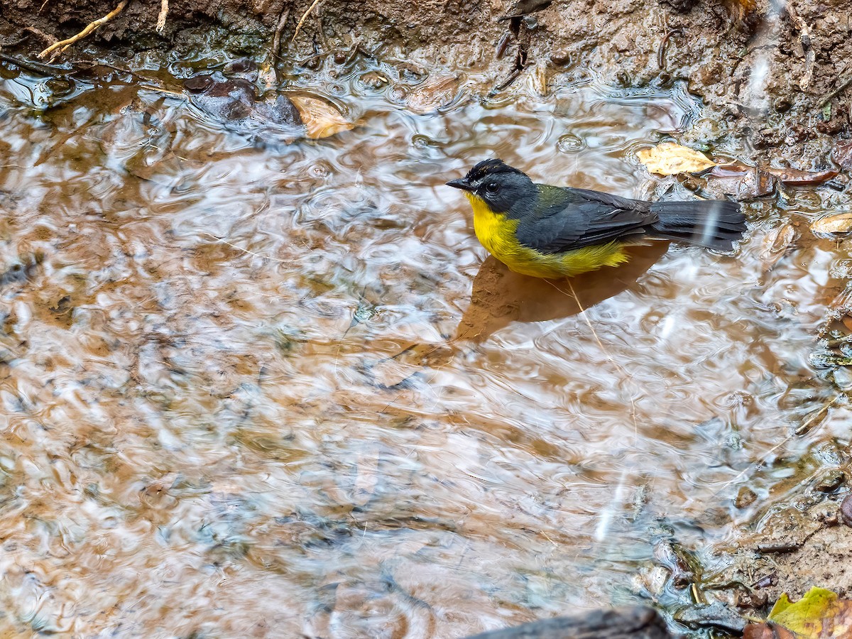 Gray-and-gold Warbler - Andres Vasquez Noboa