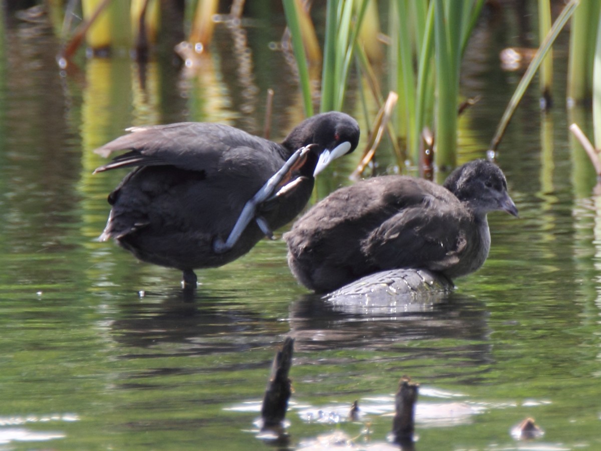 Eurasian Coot - ML397061271