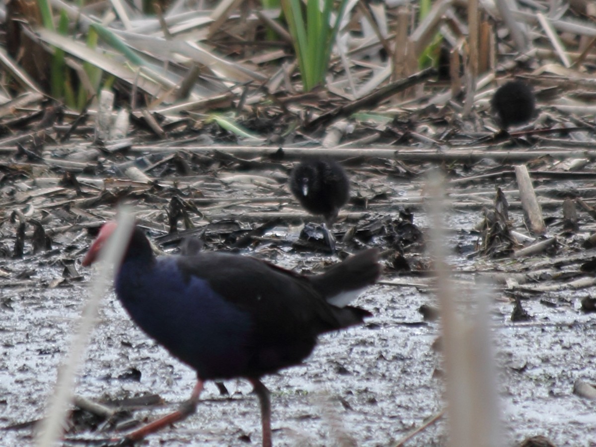 Australasian Swamphen - ML397061281