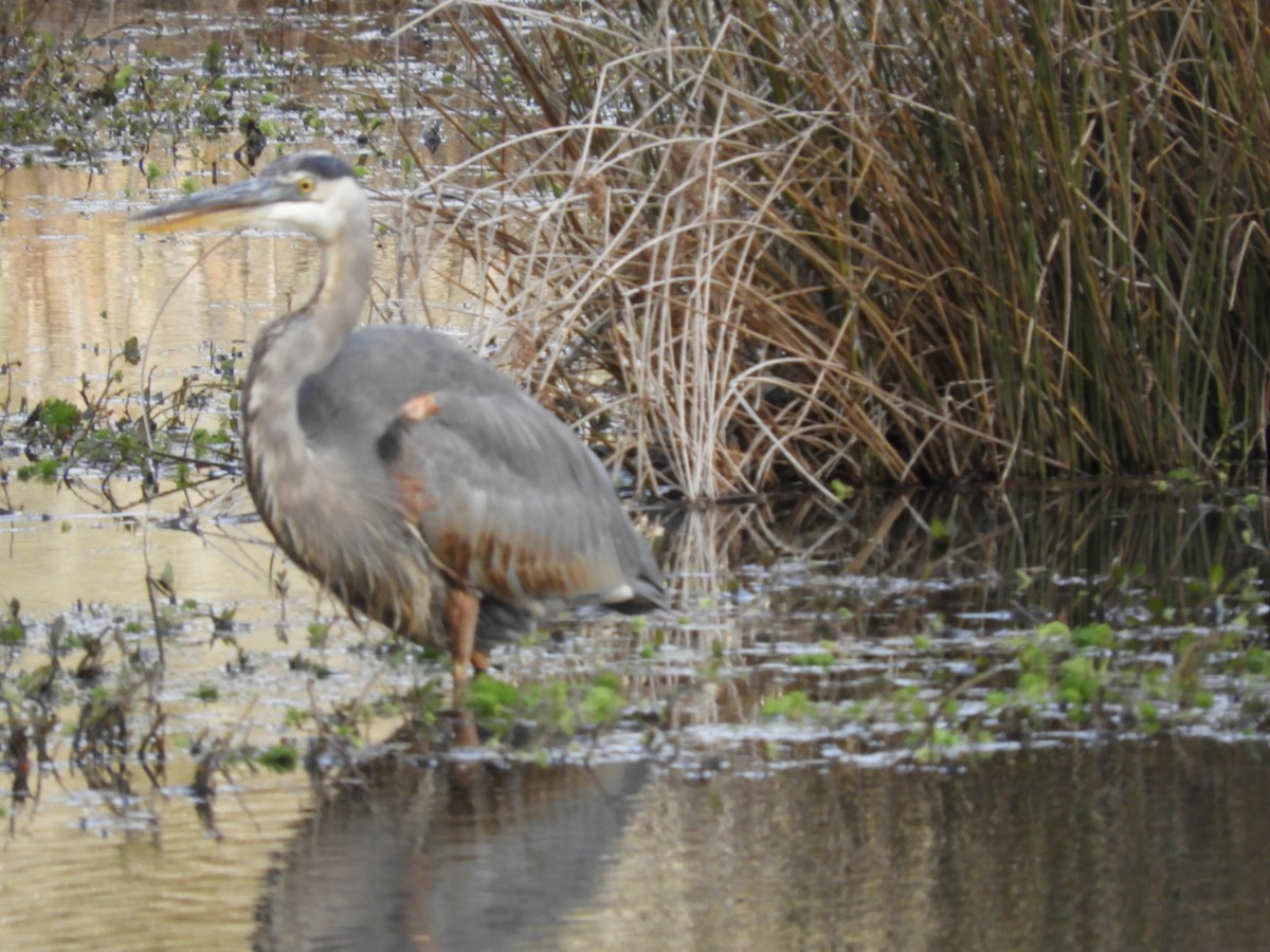 Great Blue Heron - ML397061511