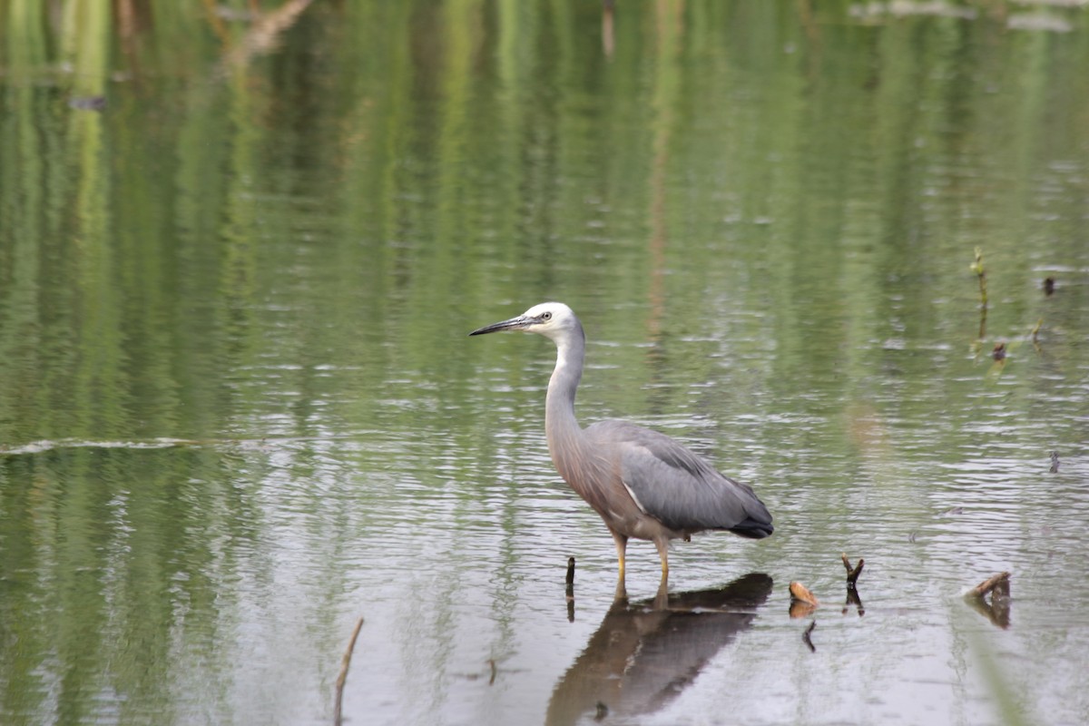 White-faced Heron - ML397061551