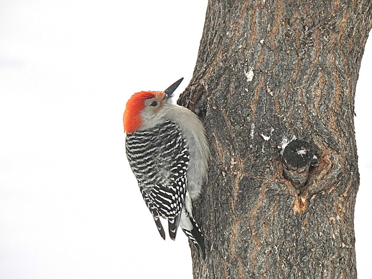 Red-bellied Woodpecker - ML397061861