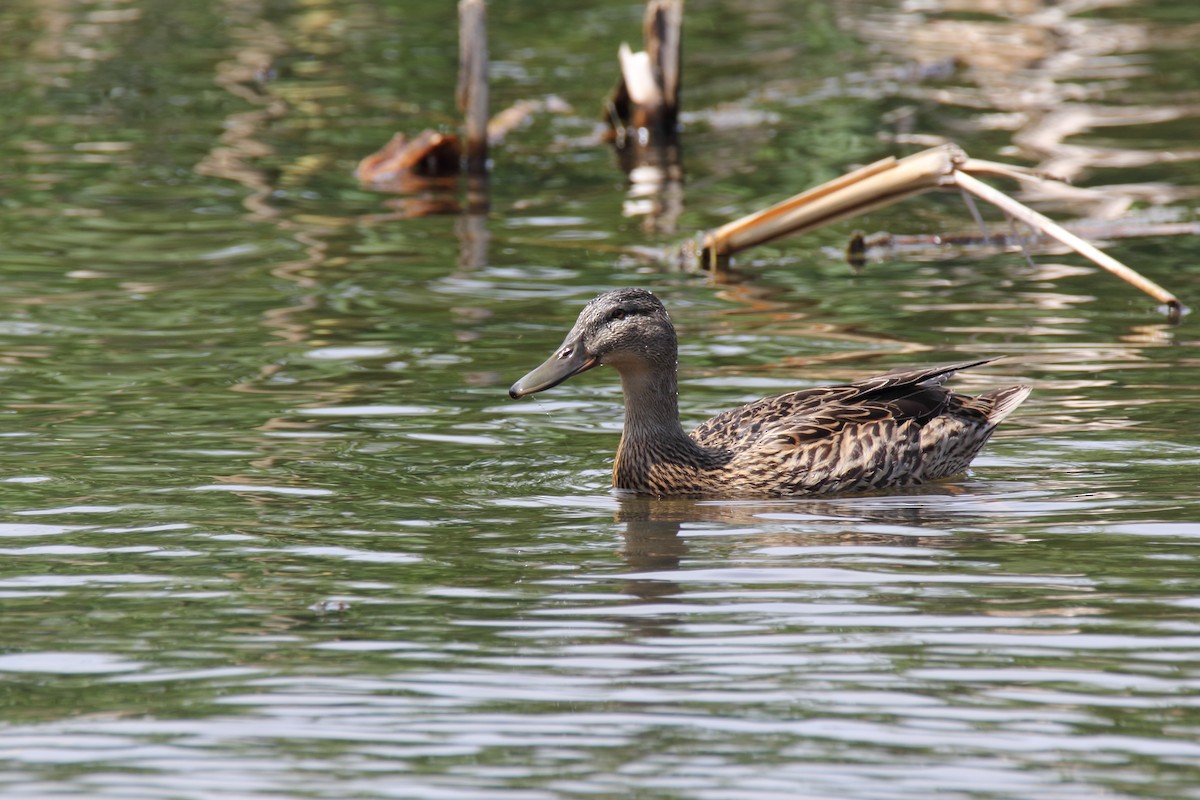 Mallard x Pacific Black Duck (hybrid) - ML397061911