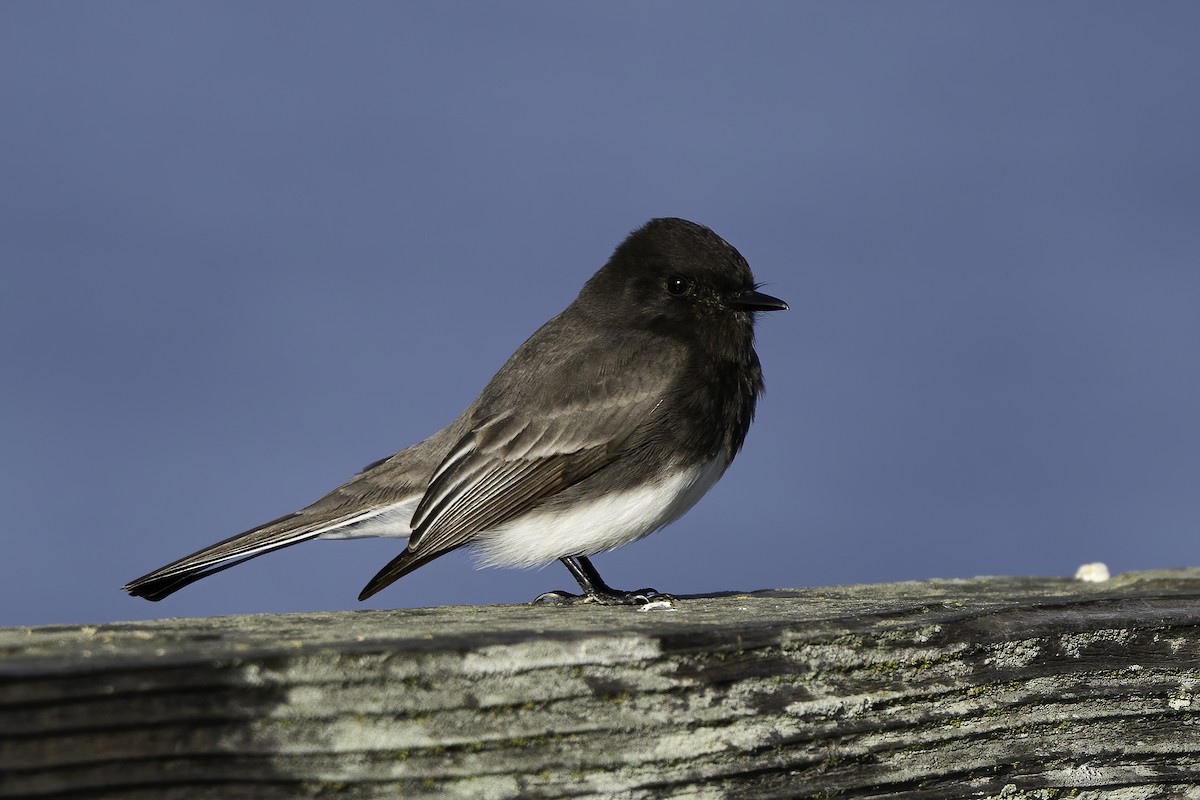 Black Phoebe - Derek Lecy