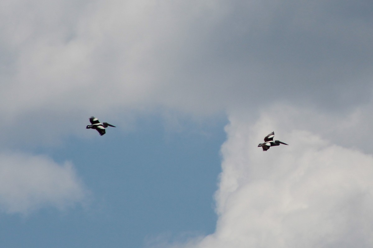 Australian Pelican - ML397064391