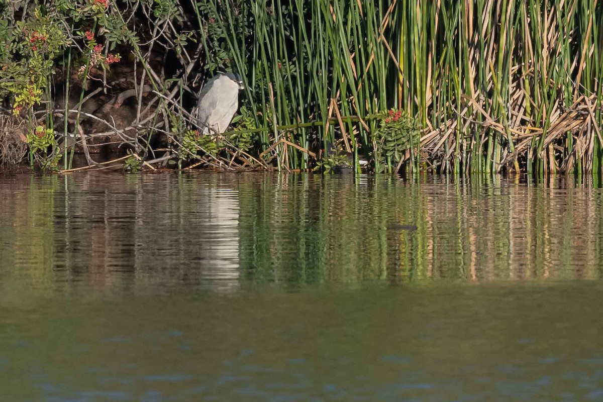 Black-crowned Night Heron - James McNamara