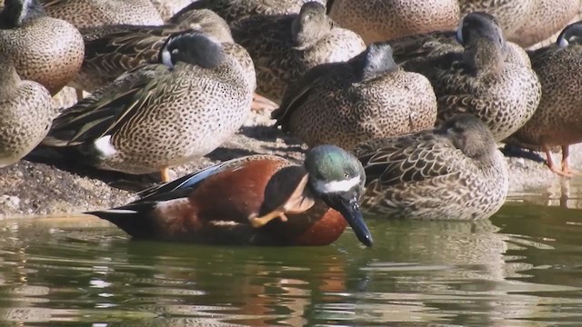 Cinnamon Teal x Northern Shoveler (hybrid) - ML397066481