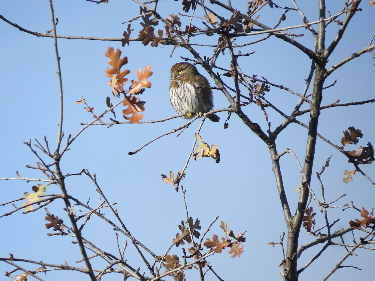 Northern Pygmy-Owl - ML397067511