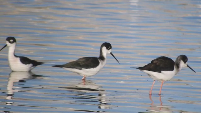 Black-necked Stilt - ML397068941