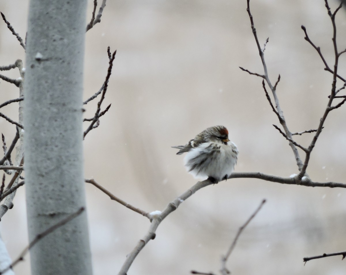 Common Redpoll - Daniel Casey