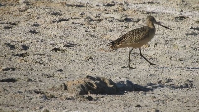 Marbled Godwit - ML397069061