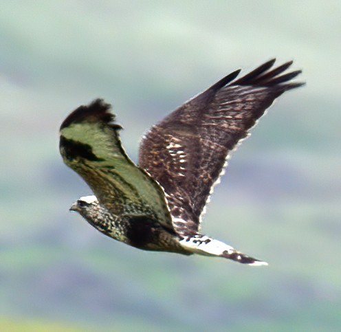 Rough-legged Hawk - ML397069261