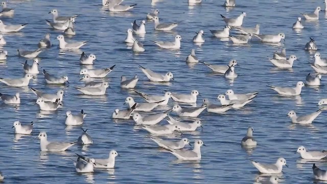 Mouette de Bonaparte - ML397069281