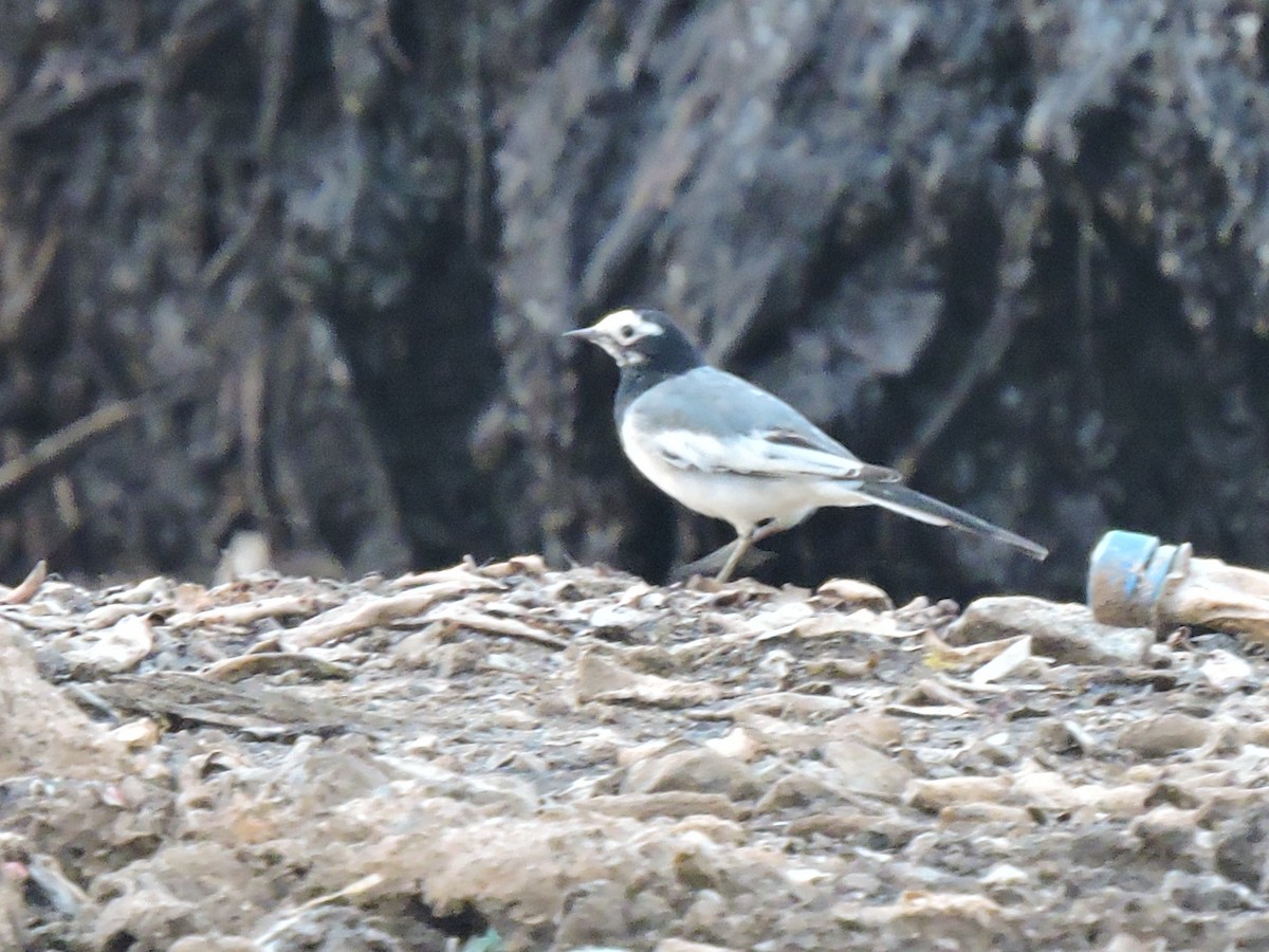 White Wagtail (Masked) - ML397069411
