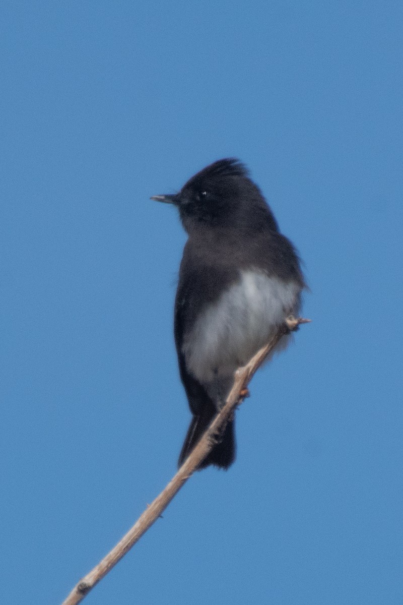 Black Phoebe - ML397070131