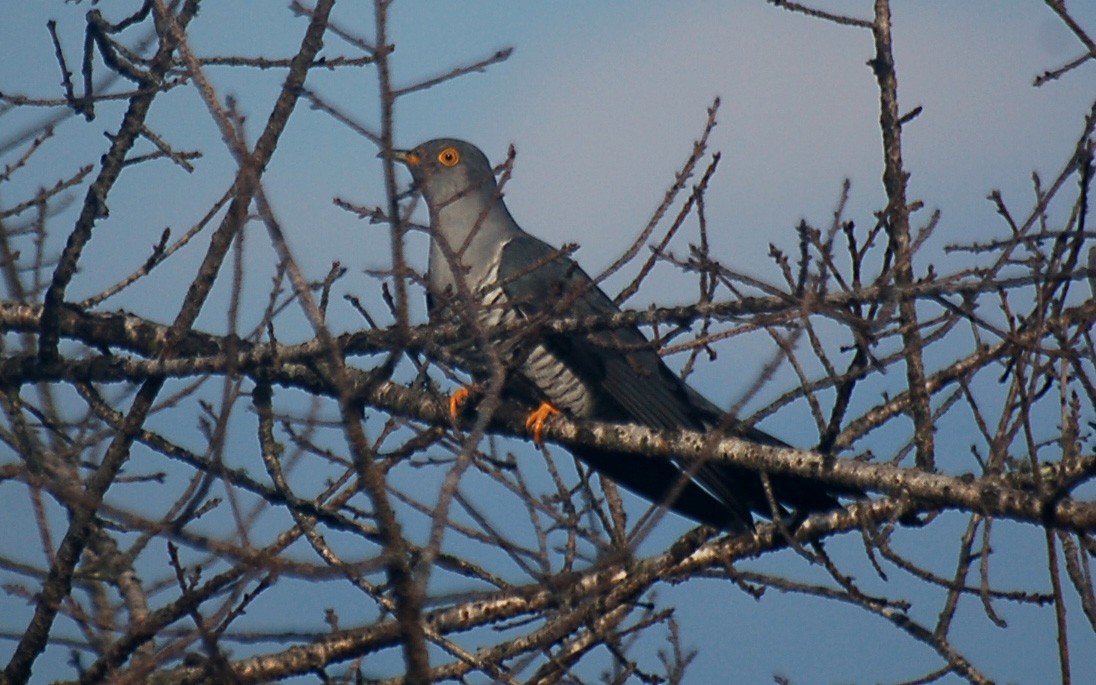 Coucou gris - ML397071471