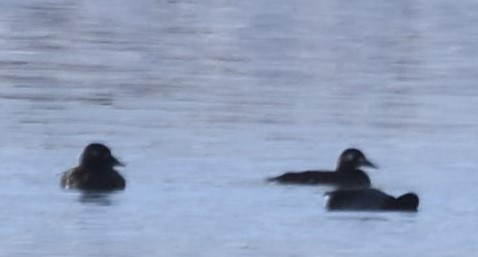 White-winged Scoter - ML397071701