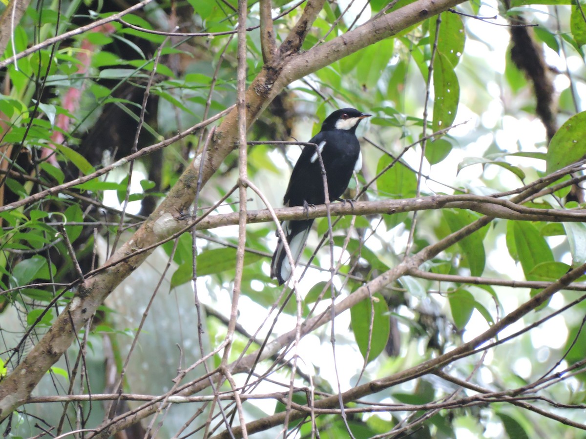 Black Solitaire - Edwin Munera