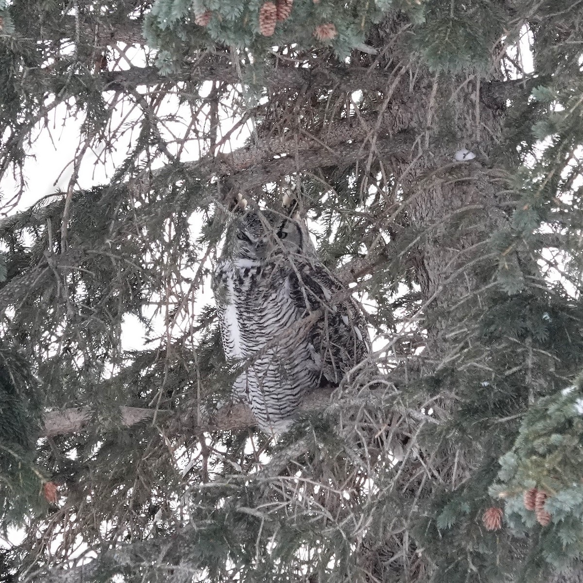 Great Horned Owl - ML397071841