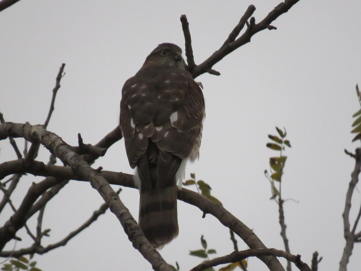 Sharp-shinned Hawk - ML397071961
