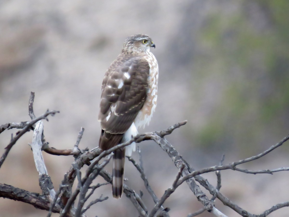 Sharp-shinned Hawk - ML397071971