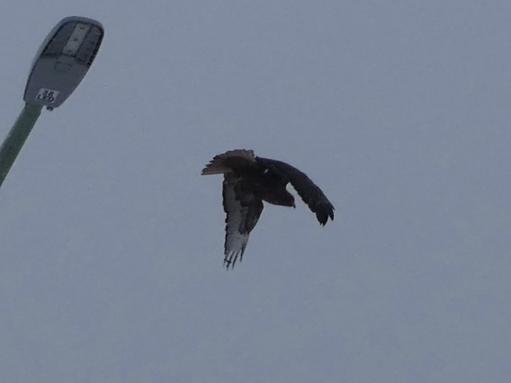 Red-tailed Hawk - ML397073631