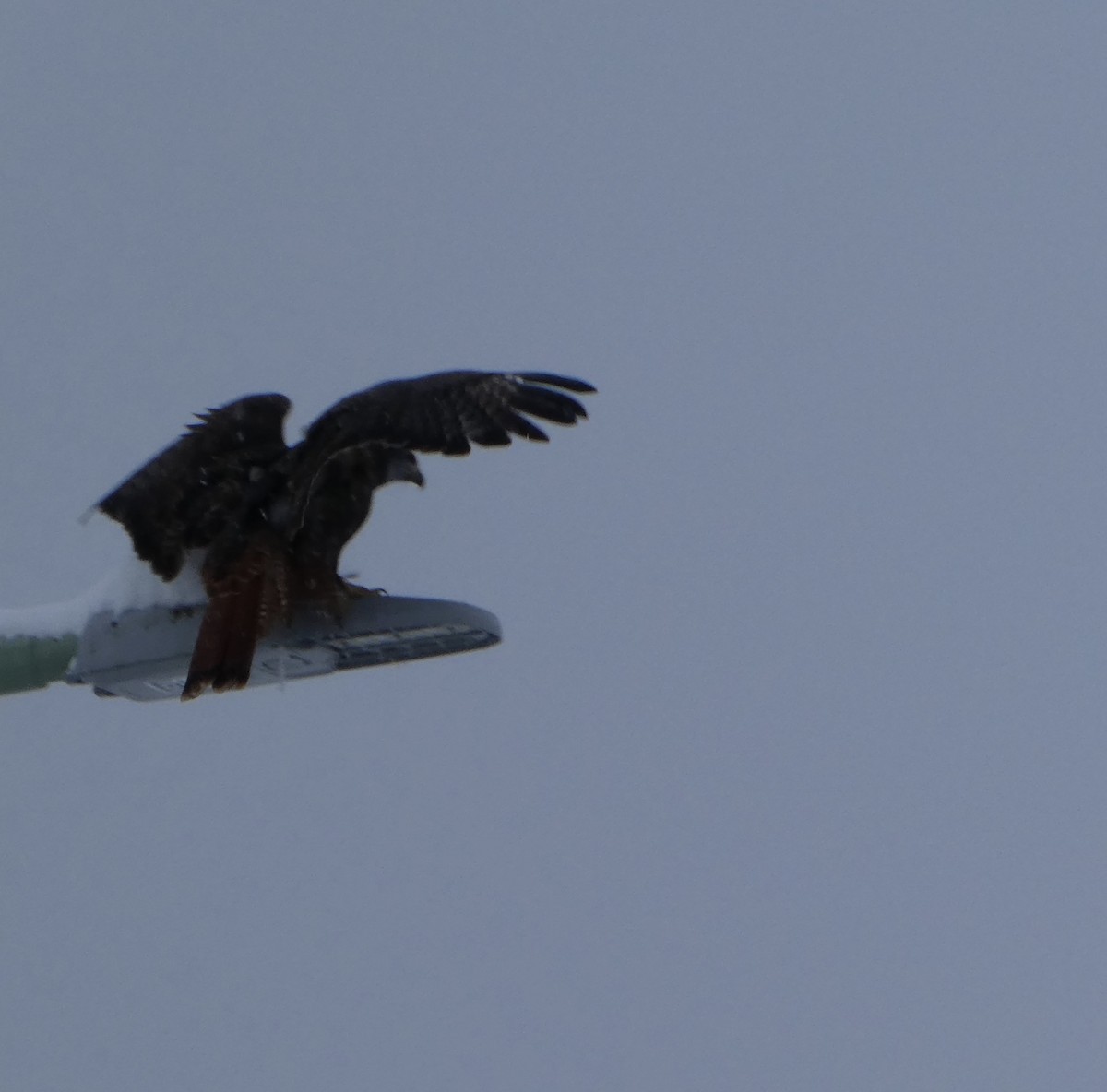 Red-tailed Hawk - ML397073661