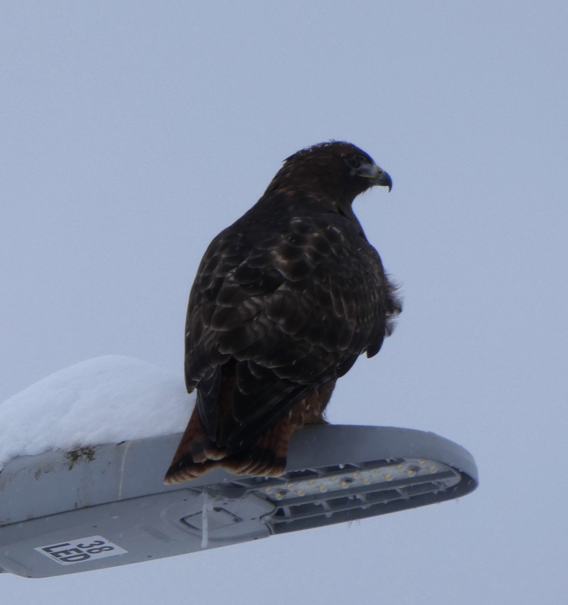 Red-tailed Hawk - ML397073721