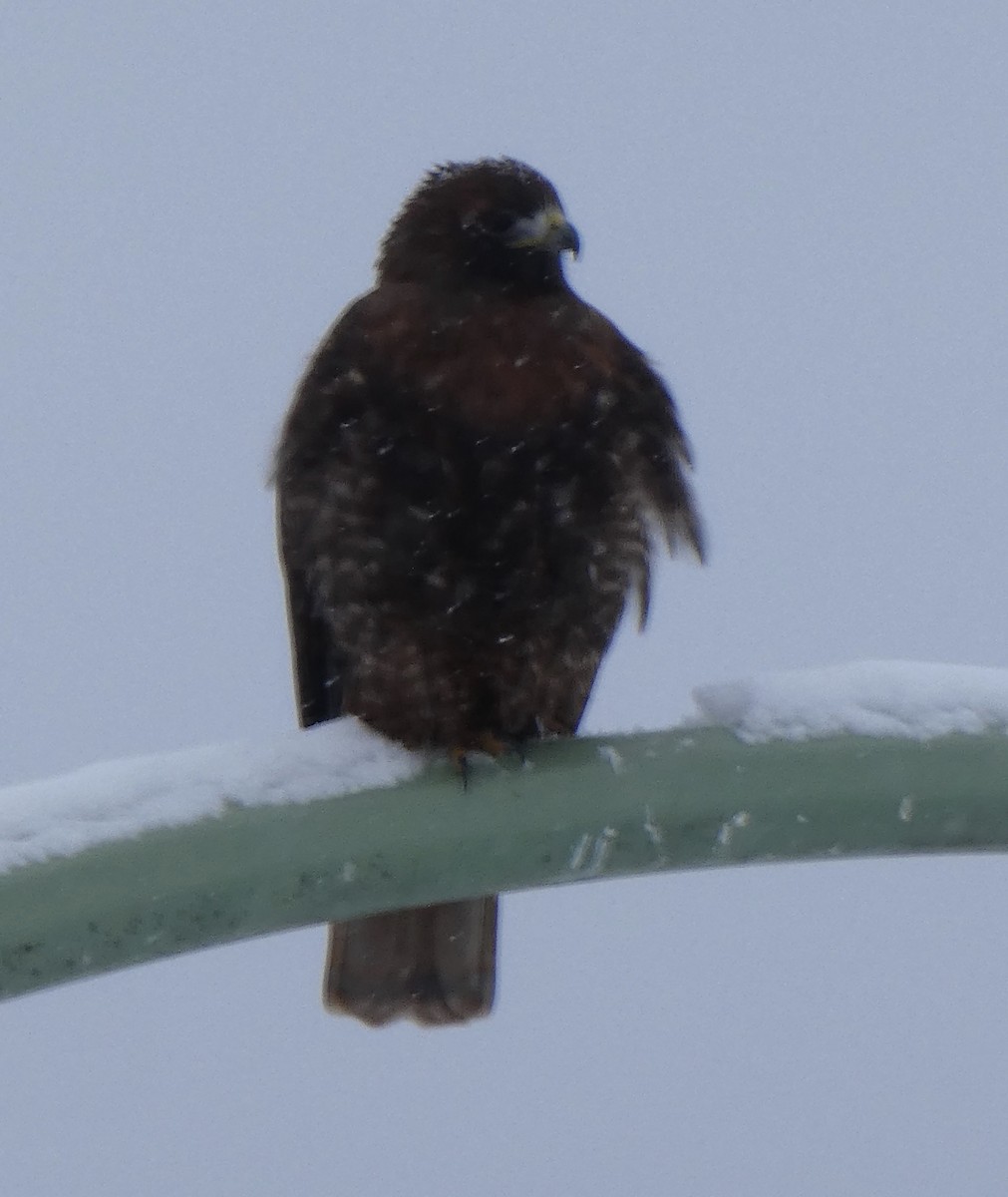 Red-tailed Hawk - ML397073801