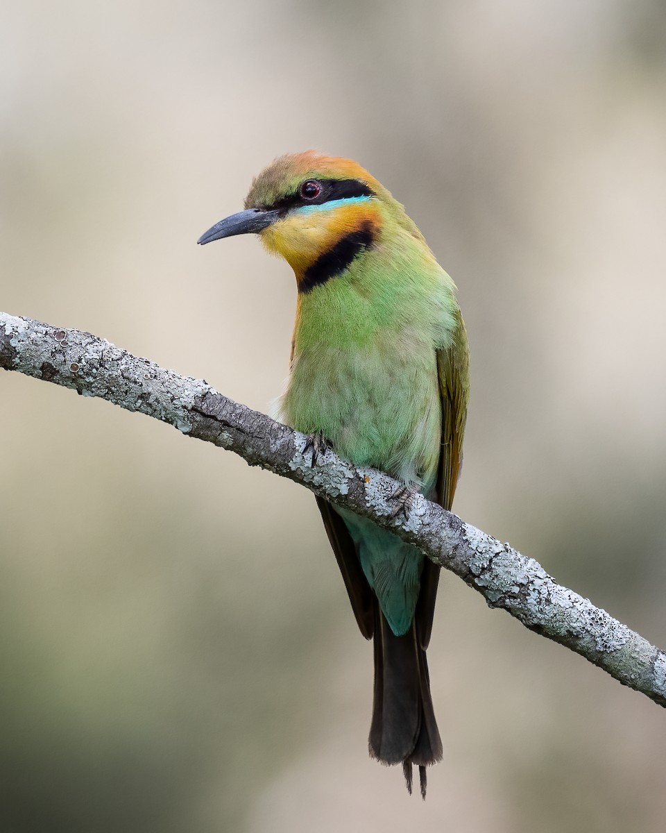 Rainbow Bee-eater - ML397073971