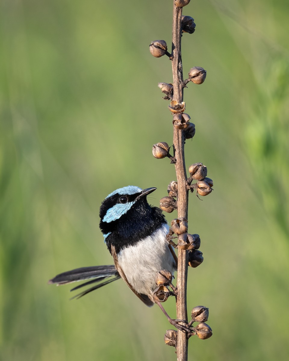 Superb Fairywren - ML397074511