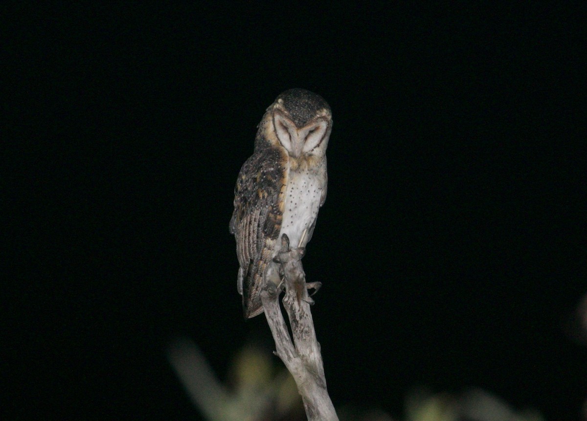 Australian Masked-Owl - Scott Baker
