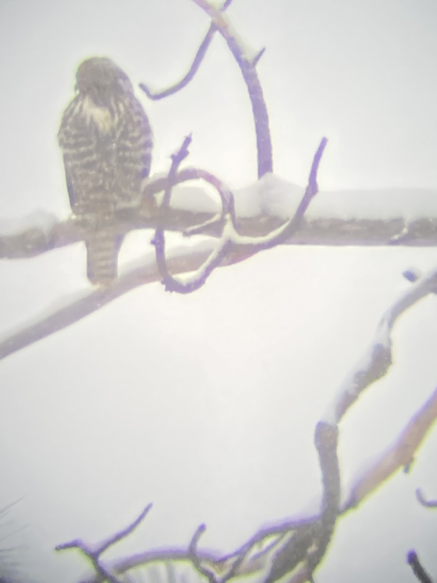 Red-tailed Hawk - ML397075121