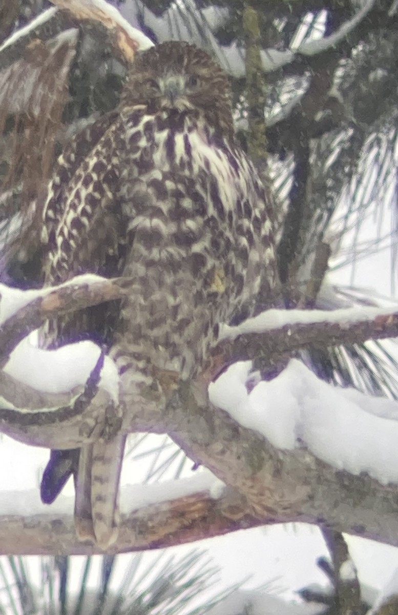 Red-tailed Hawk - ML397075161