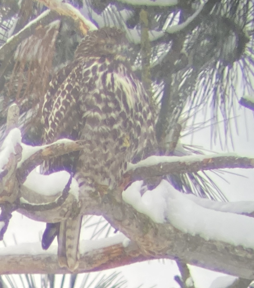 Red-tailed Hawk - ML397075171