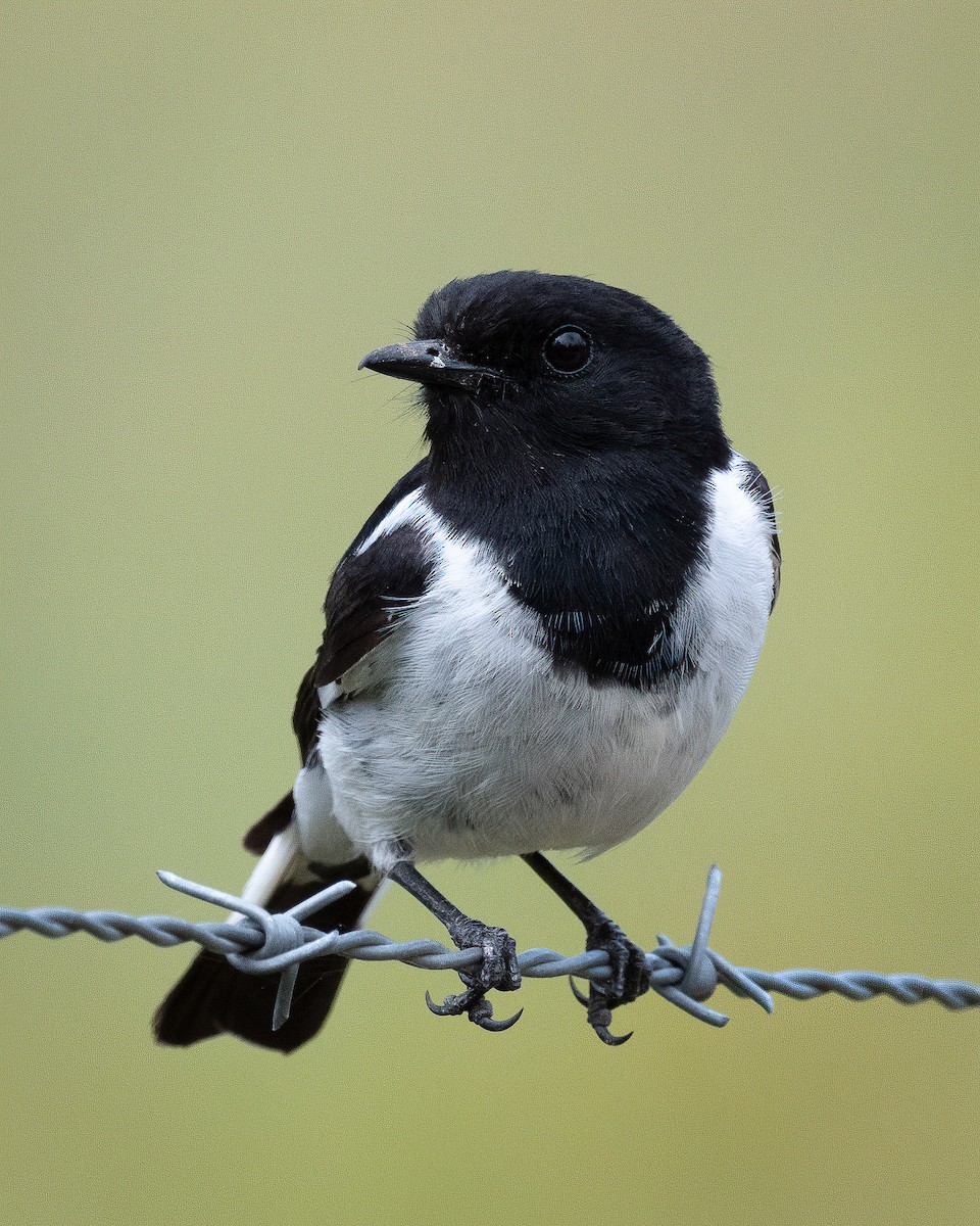 Hooded Robin - ML397075431