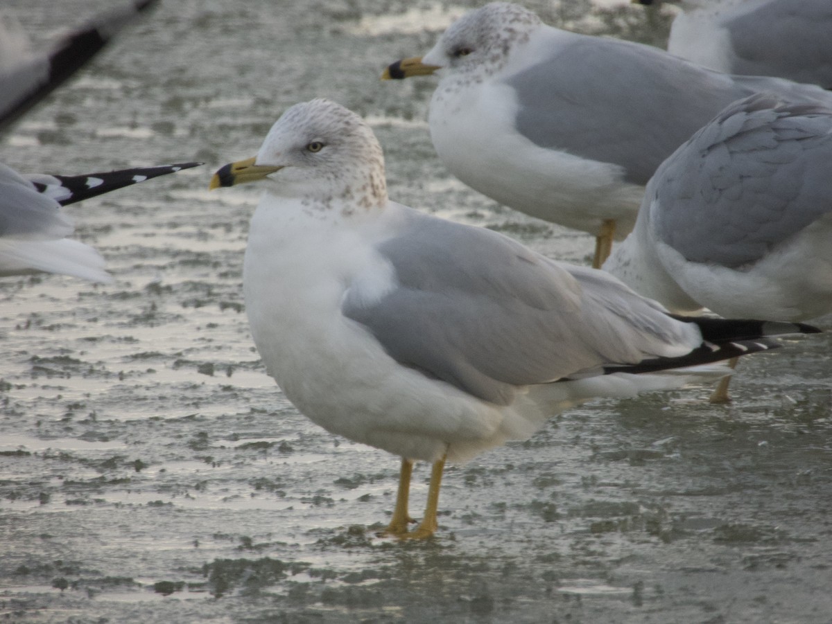 Gaviota de Delaware - ML397077131