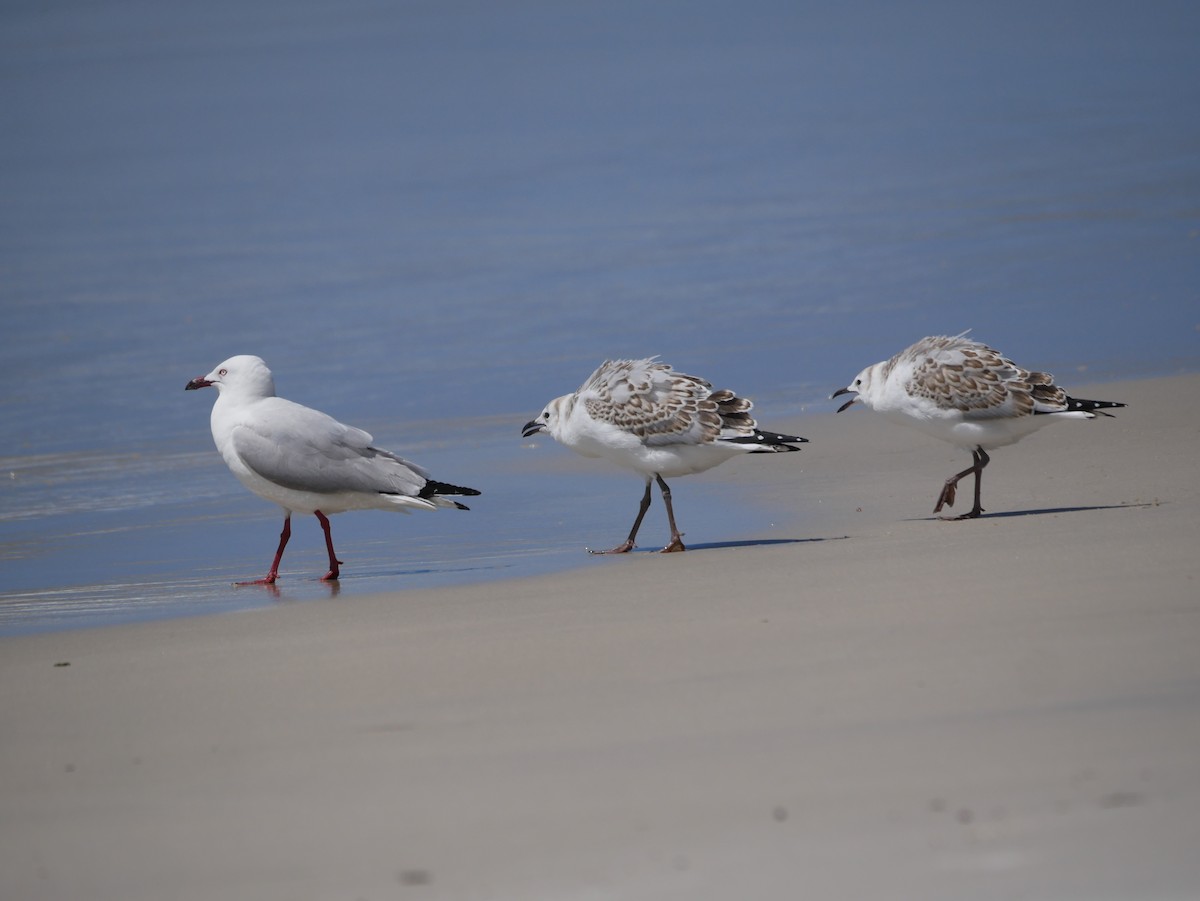 ギンカモメ（novaehollandiae／forsteri） - ML397077661