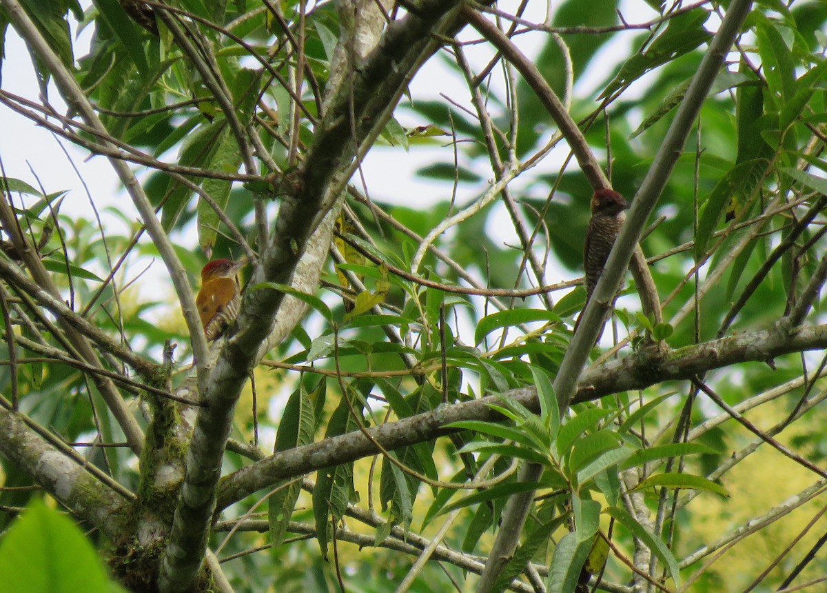 Red-rumped Woodpecker - ML397077821