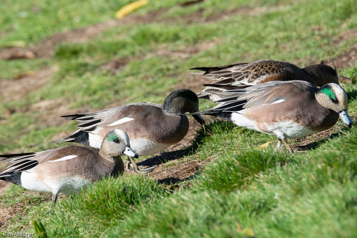 American Wigeon - ML397078361