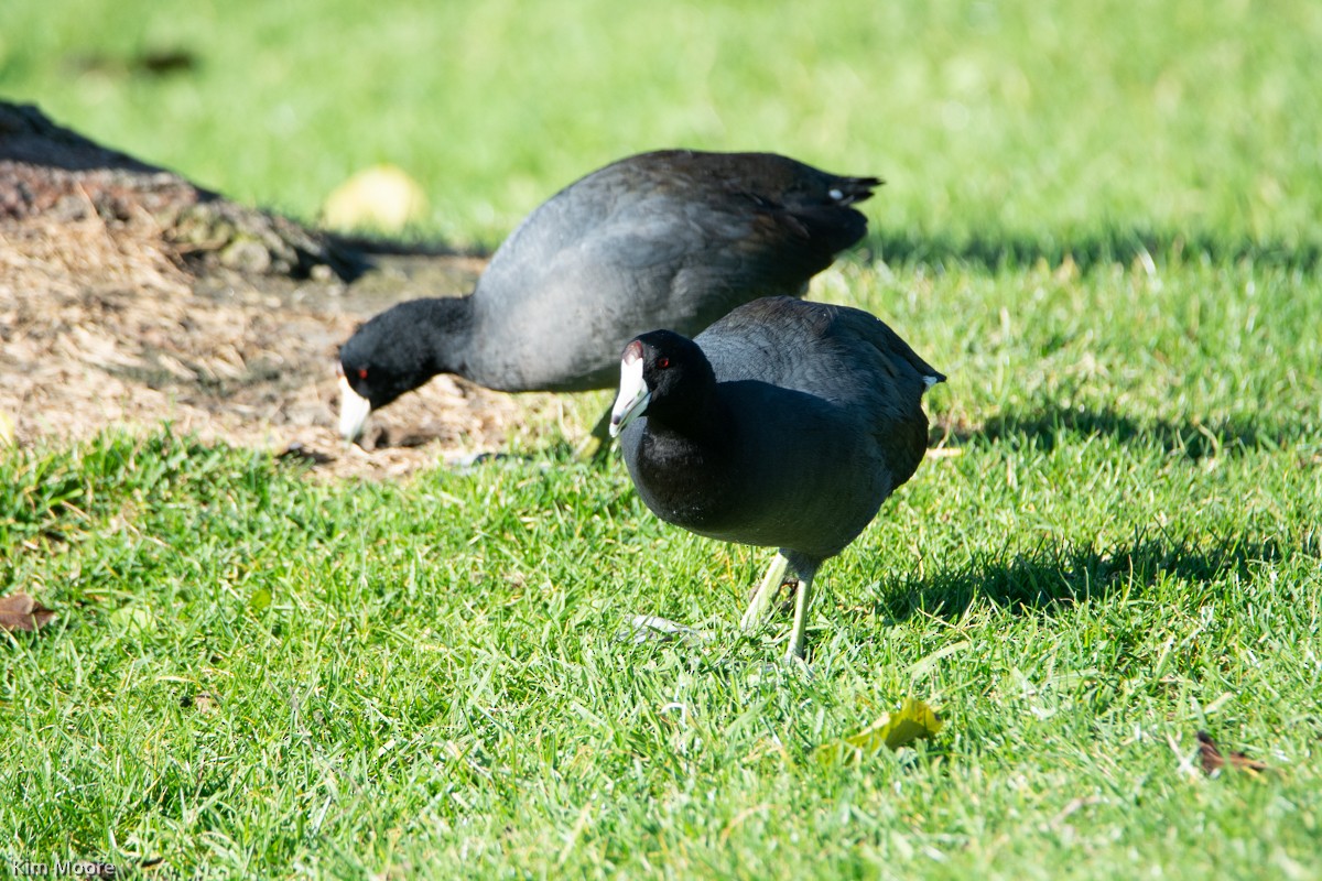 American Coot - ML397078451