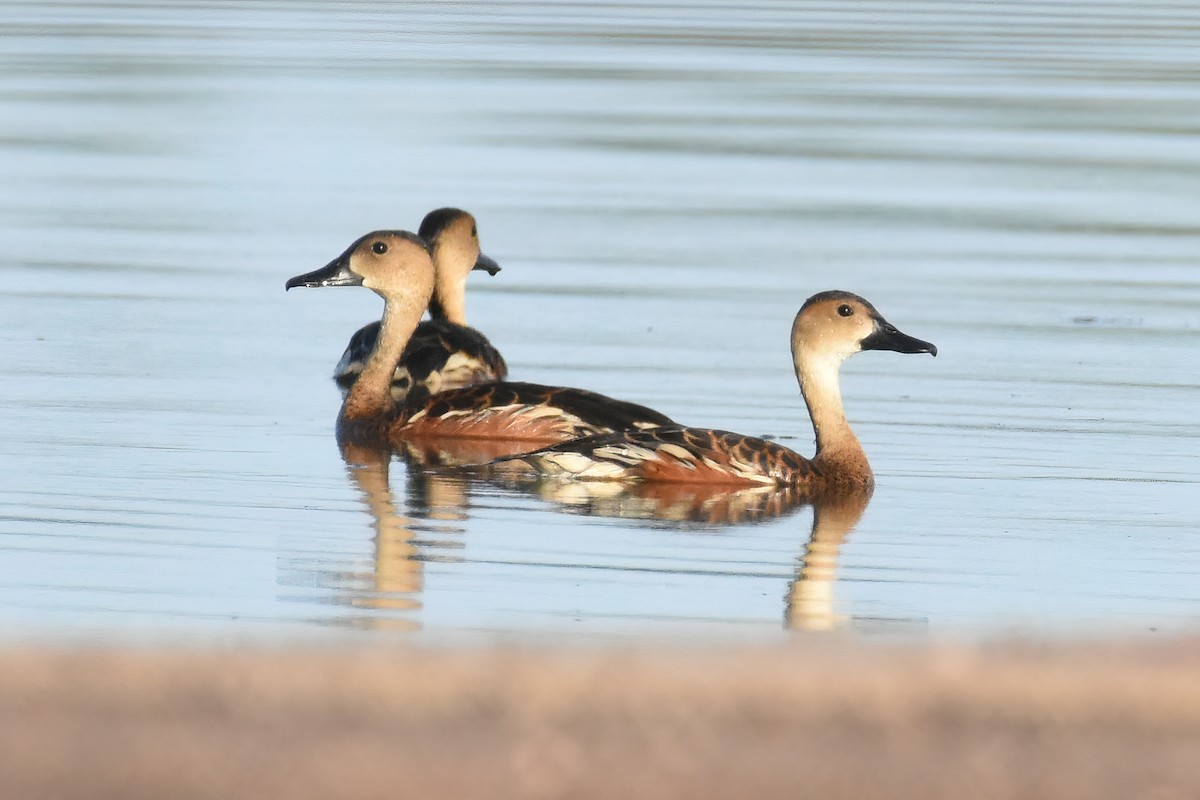 Wandering Whistling-Duck - ML397079301