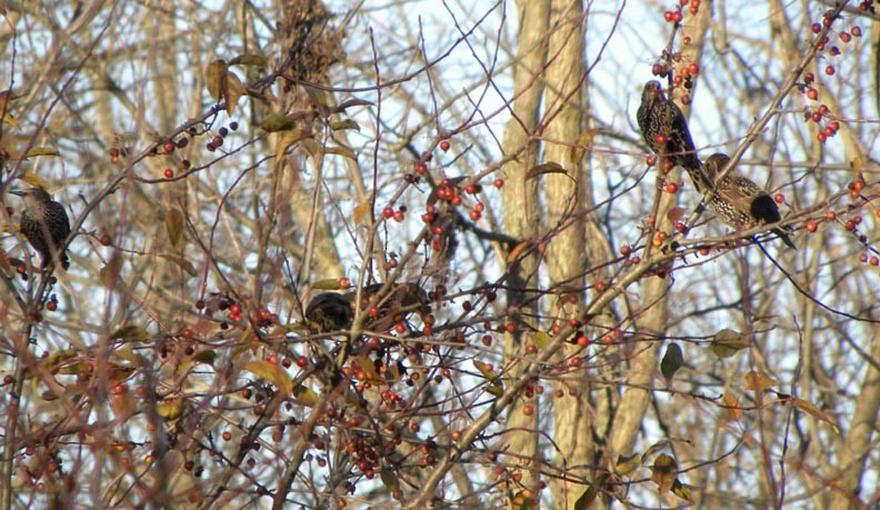 European Starling - ML39707931