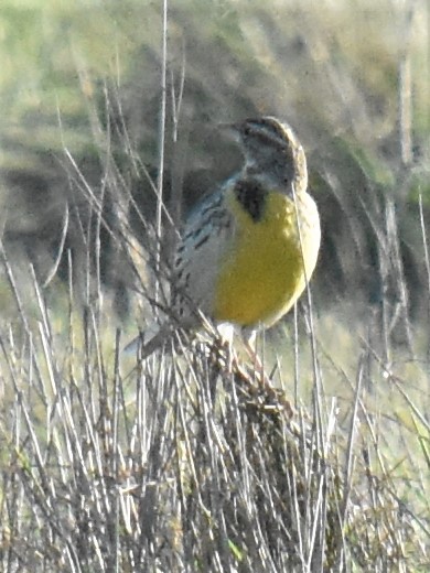 Western Meadowlark - Michael I Christie