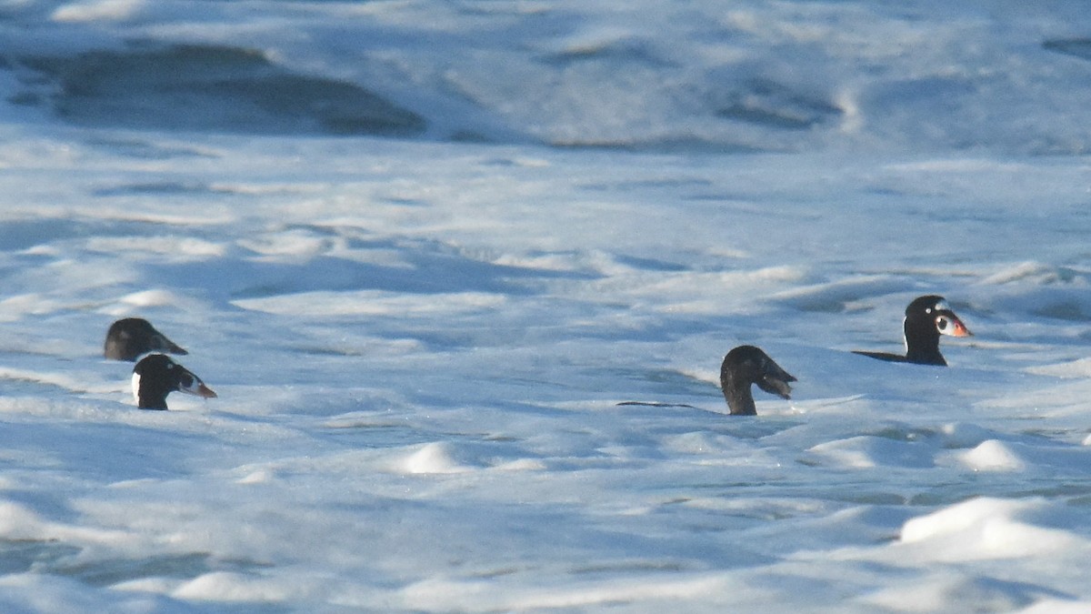 Surf Scoter - ML397081581