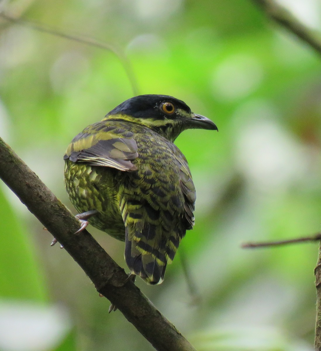 Scaled Fruiteater - ML397084611